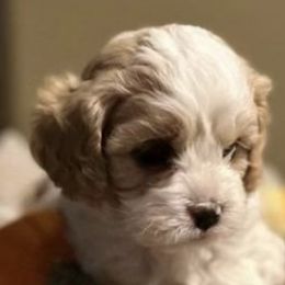 Cavapoos, Cockapoos, and Poodles from Shaffer Top Notch Puppies