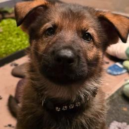 Black collar (Bandit) - Sable male German Shepherd puppy in Hermitage, Pennsylvania from Shepherds of the Hundred Acres
