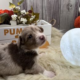 Roselle (Ellee) - Liver and white female Cardigan Welsh Corgi puppy in Crystal River, Florida from Coopers Korner