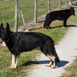 German Shepherds from Ruffhaus Kennels