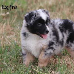 Extra - Blue merle female Miniature Australian Shepherd puppy in Garden Plain, Kansas from Krazy K Aussies