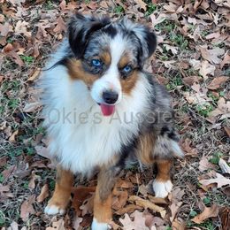 Rooster - Miniature Australian Shepherd