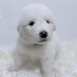 Doug - Red Collar - White male Great Pyrenees puppy in San Marcos, California from Faith Family Freedom Farm