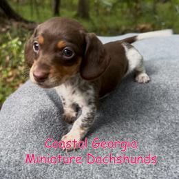 Chocolate Girl With Ticking Spots - Chocolate and tan female Dachshund puppy in Brunswick, Georgia from Coastal Georgia Miniature Dachshunds