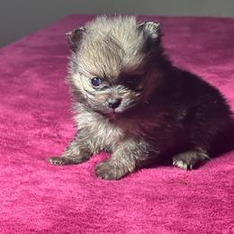 Foxy - Orange sable female Pomeranian puppy in Kansas City, Missouri from S&K Pomeranians