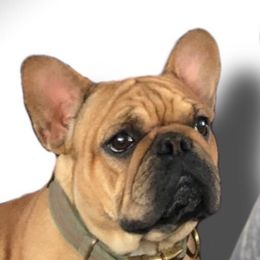 Poppy - French Bulldog