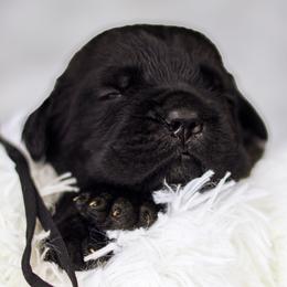 Girl 3 - Black brindle female Cane Corso puppy in Dayton, Ohio from Black Knight Cane Corso