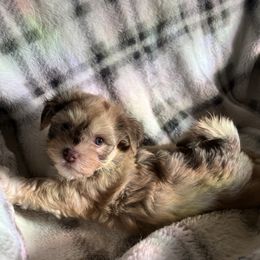 Kirk - Fawn sable male Havanese puppy in Starr, South Carolina from Home with Havanese