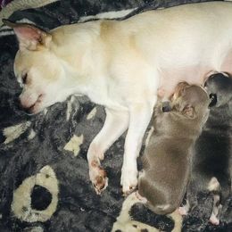 "Everest 1st litter" Chihuahua Puppies from Blue Diamond Chihuahua’s