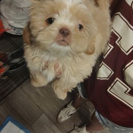 Cream and White 1 - Cream and white female Shih Tzu puppy in Running Springs, California from Amanda's Shih Tzus