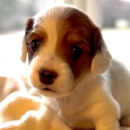 Sasha - Piebald female Dachshund puppy in Petersburg, Virginia from Wiggle Waddle Dachshunds