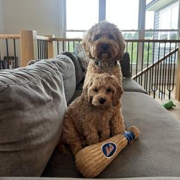 Cockapoo All Grown Up from Willow Lane Puppy