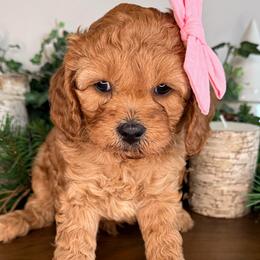 Aspen - Pink Collar - Red female Cavapoo puppy in South Jordan, Utah from Simply Sweet Paws. LLC