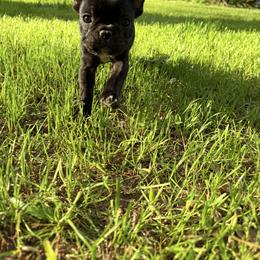 French Bulldog Puppies from Black Water Frenchies