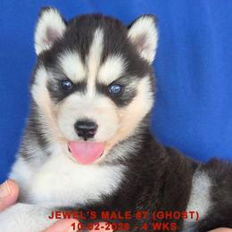 JEWEL'S MALE 7 - Black and white male Siberian Husky puppy in Manilla, Iowa from Bruck's Siberian Huskies