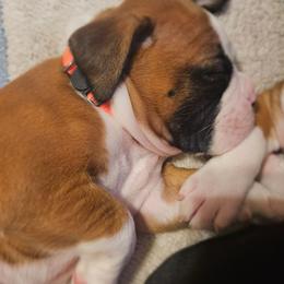 MAGENTA COLLAR - Fawn female Boxer puppy in Gloucester, Virginia from Keen Boxers