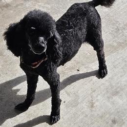 Treasure - Poodle