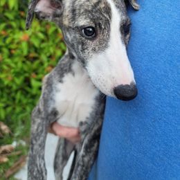 Bear, Teddy - Fawn brindle Whippet puppy in Port Richey, Florida from Highlander Whippets