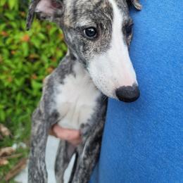 Bear, Teddy - Fawn brindle Whippet puppy in Port Richey, Florida from Highlander Whippets
