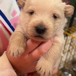 Wheaten Boy - Wheaten male Scottish Terrier puppy in Wellston, Ohio from White Apple Kennel