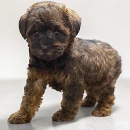 Deary - Sable female Yorkipoo puppy in Lebanon, Kentucky from Mosaic Merle Doodles