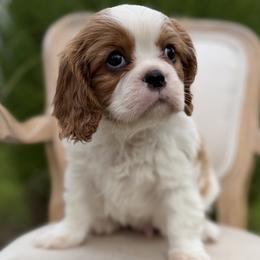 Boy 3 - male Cavalier King Charles Spaniel puppy in Piney Flats, Tennessee from Holston Mountain Cavaliers
