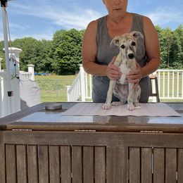 Whippet Puppies from Haven Whippets