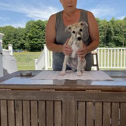 Whippet Puppies from Haven Whippets