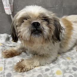 Benji - Brindle and white male Shih Tzu puppy in Conway, Missouri from Hillside Loop Kennel LLC
