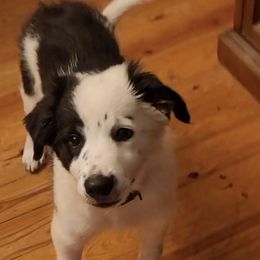 Zeb - Black and white male Border Collie puppy in Goldston, North Carolina from Bordercolliecouple