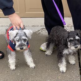Miniature Schnauzer Puppies from Shadow River Schnauzers