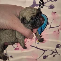 Boy 3 - Fawn male Pug puppy in Fitzwilliam, New Hampshire from Kayla's Pugs