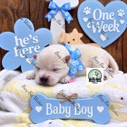 Sweet Boy - White male West Highland White Terrier puppy in Colorado from Busy Bee Westies