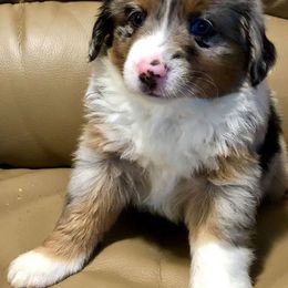 Miniature Australian Shepherd and Toy Australian Shepherd Puppies from Saussie Aussies