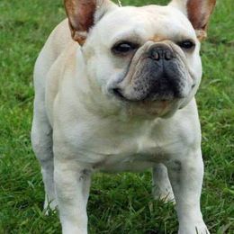 French Bulldogs from Mt Vista Frenchies