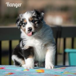 Ranger - Blue merle male Australian Shepherd puppy in Benton City, Washington from Eventide Australian Shepherds