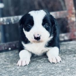 Light Blue - Black and white male Border Collie puppy in Minden, Iowa from Rocking N Registered Border Collies & Labradors