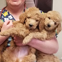Poodles from Zoeyy's Precious Poodles