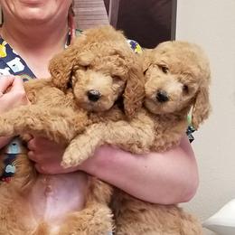 Poodles from Zoeyy's Precious Poodles