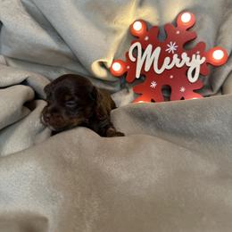 Spike - Chocolate, tan and white male Yorkshire Terrier puppy in Goode, Virginia from Glass Hill Yorkies
