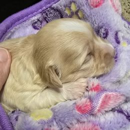 Avery - White and tan female Maltese puppy in Ludington, Michigan from OT Maltese & Co