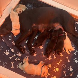 Labrador Retriever Puppies from Luvable AZ Labs