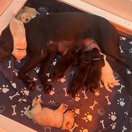 Labrador Retriever Puppies from Luvable AZ Labs