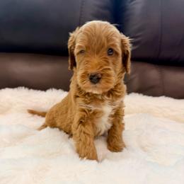 Charlie - Parti male Goldendoodle puppy in Anthem/Phoenix, Arizona from Ironwood Doodles