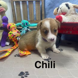 Chili - Red female Pembroke Welsh Corgi puppy in Apison, Tennessee from Ashmore Corgis