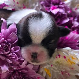 Dorothy - Tricolor female Shih Tzu puppy in Brighton, Missouri from Morningstar's Shih Tzu