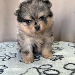 Lil bear 4500 - Blue merle male Pomeranian puppy in California from Pawsh Poms