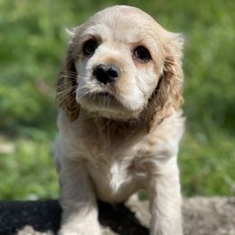 Cocker Spaniel Puppies from Brooks House Cocker Spaniels