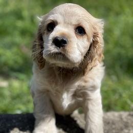 Cocker Spaniel Puppies from Brooks House Cocker Spaniels