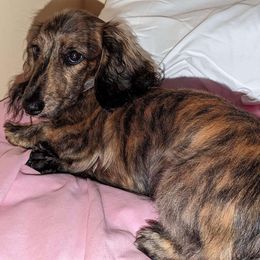 Pumpkin - Dachshund
